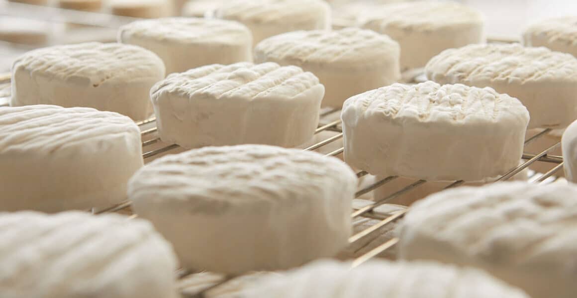 All cheese? - The fight for vegan alternatives in court