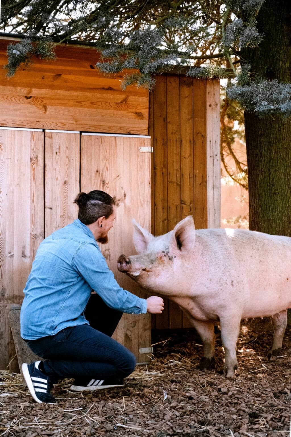 Gnadenhof_Papillon Schwein Lebenshof vegan