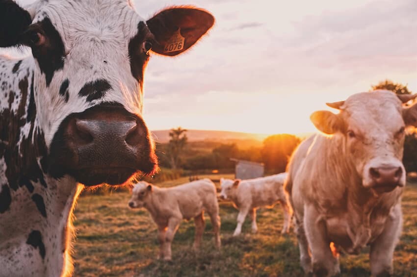 Veganer Kuhhof mit gl&uuml;cklichen K&uuml;hen in freier Natur bei Sonnenuntergang.