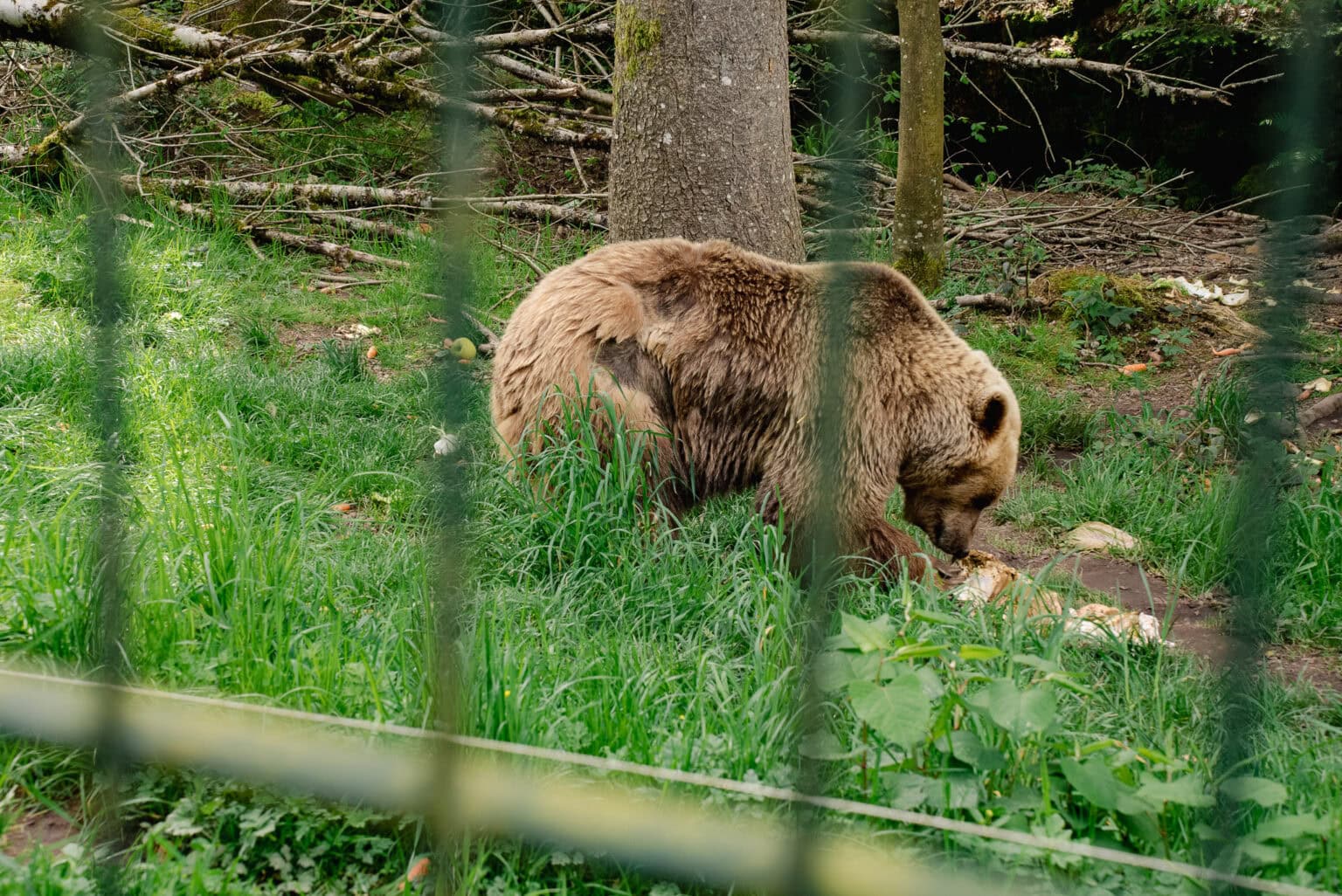bilder von alternativer wolf und bärenpark schwarzwald