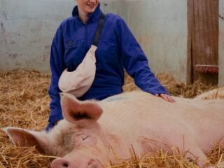 Schweine-Edition von Airpaq x Samara Eckhardt