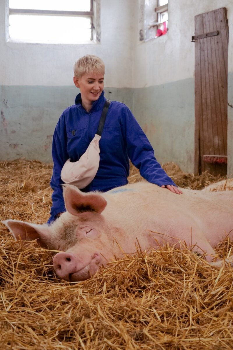 Schweine-Edition von Airpaq x Samara Eckhardt