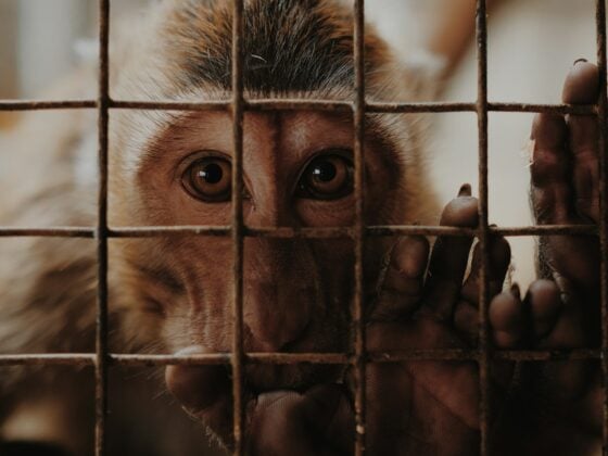 Trauriger Affe blickt durch Käfiggitter in einem Tierversuchslabor, Symbol für das Leid durch Tierversuche.