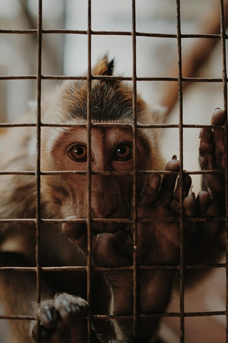 Trauriger Affe blickt durch Käfiggitter in einem Tierversuchslabor, Symbol für das Leid durch Tierversuche.