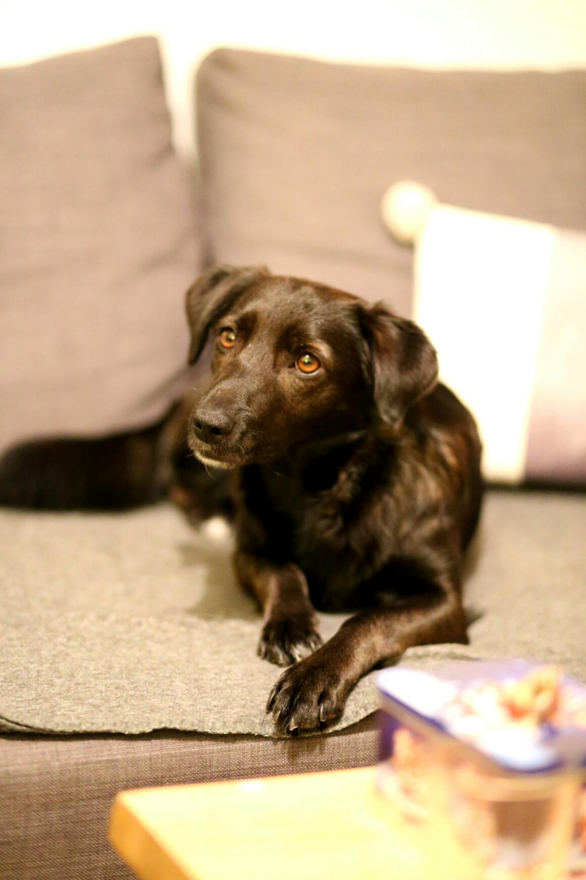 Hund liegt auf Sofa und schaut süß