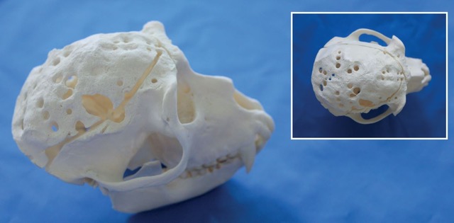 So sah der Schädel von Affe Jara aus, nachdem sie immer wieder für Experimente in der Hirnforschung am MPI gequält wurde