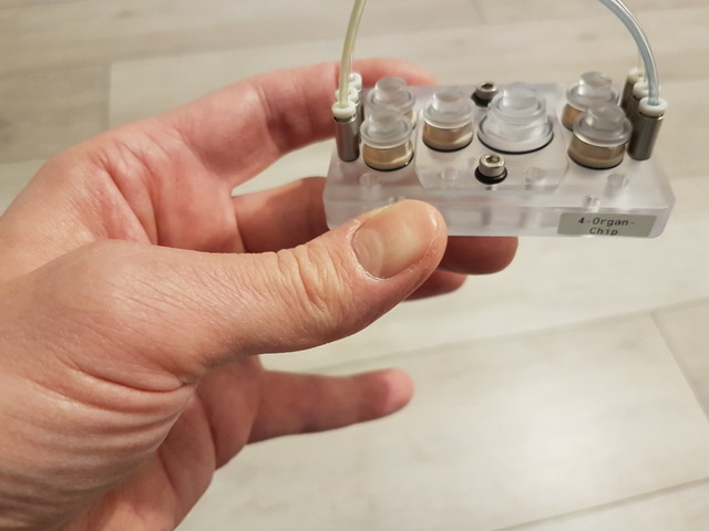 Multi-Organ-Chip - dieses kleine Modell kann künftig Tierversuche ersetzen