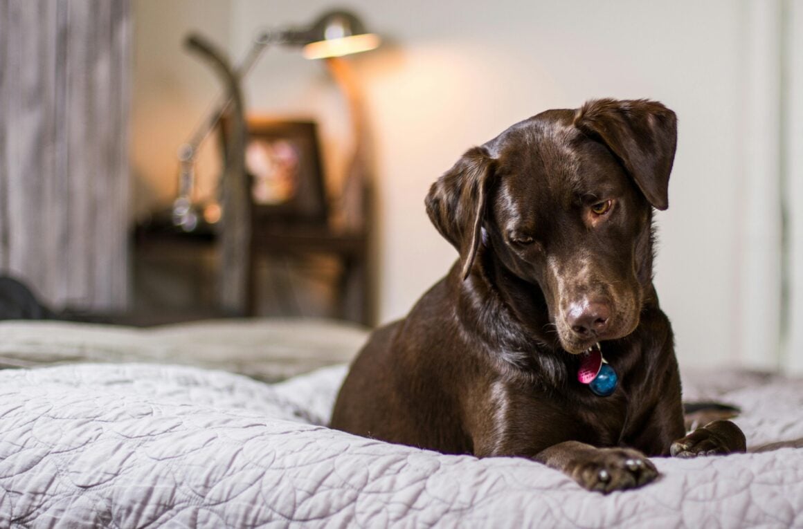Brauner Labrador-Mischling liegt wach auf der Bettdecke im Schlafzimmer mit Lampe im Hintergrund.