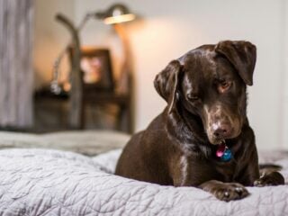 Brauner Labrador-Mischling liegt wach auf der Bettdecke im Schlafzimmer mit Lampe im Hintergrund.