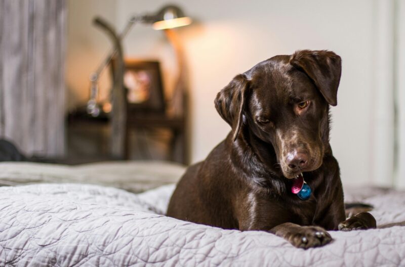 Brauner Labrador-Mischling liegt wach auf der Bettdecke im Schlafzimmer mit Lampe im Hintergrund.