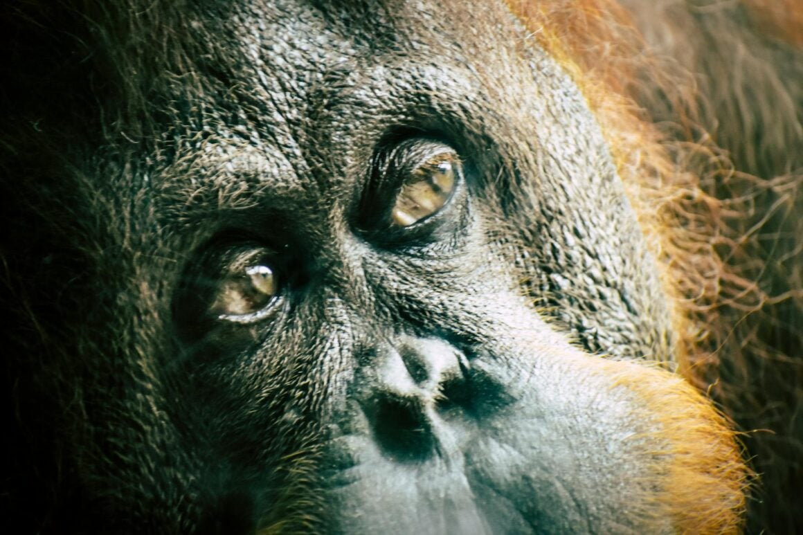 Nahaufnahme eines Orang-Utans mit ausdrucksstarken Augen und rotbraunem Fell in Indonesien