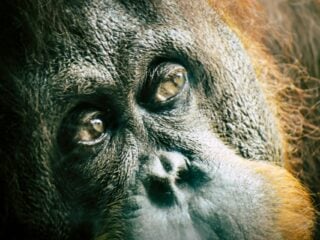 Nahaufnahme eines Orang-Utans mit ausdrucksstarken Augen und rotbraunem Fell in Indonesien