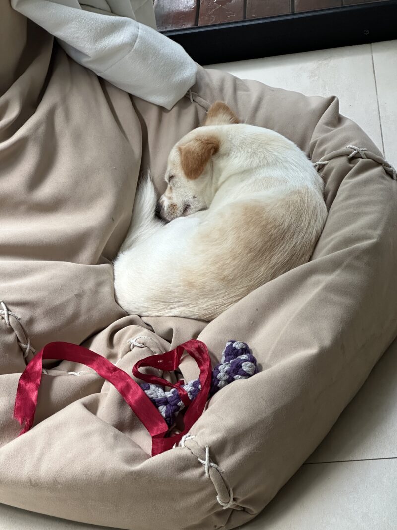 Weißer Hund Suki schläft zusammengerollt in einem beigen Sitzsack neben einem Spielzeug.
