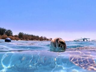 Meeresschildkröte taucht zum Luftholen an der Wasseroberfläche auf, im Hintergrund tropische Küste mit Booten und blauer Himmel