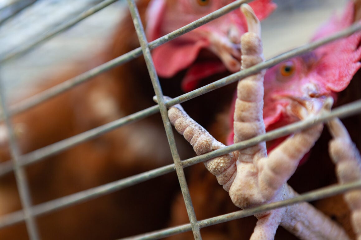 Industrieller Legehennenstall mit Käfigbatterien und Legehennen in Massentierhaltung