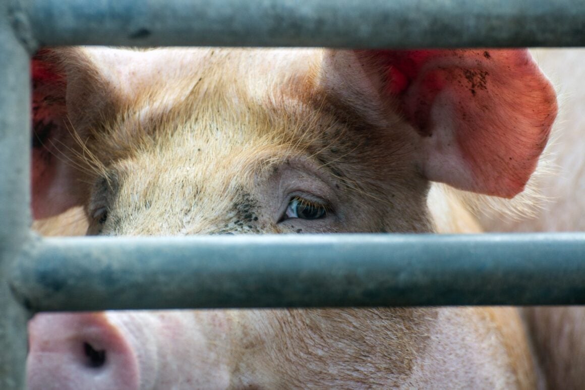 Schwein blickt durch Metallstäbe vor der CO2-Betäubung im deutschen Schlachthof