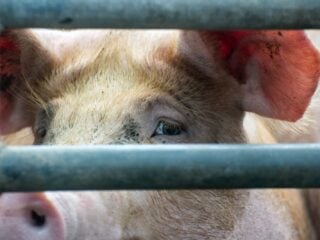 Schwein blickt durch Metallstäbe vor der CO2-Betäubung im deutschen Schlachthof