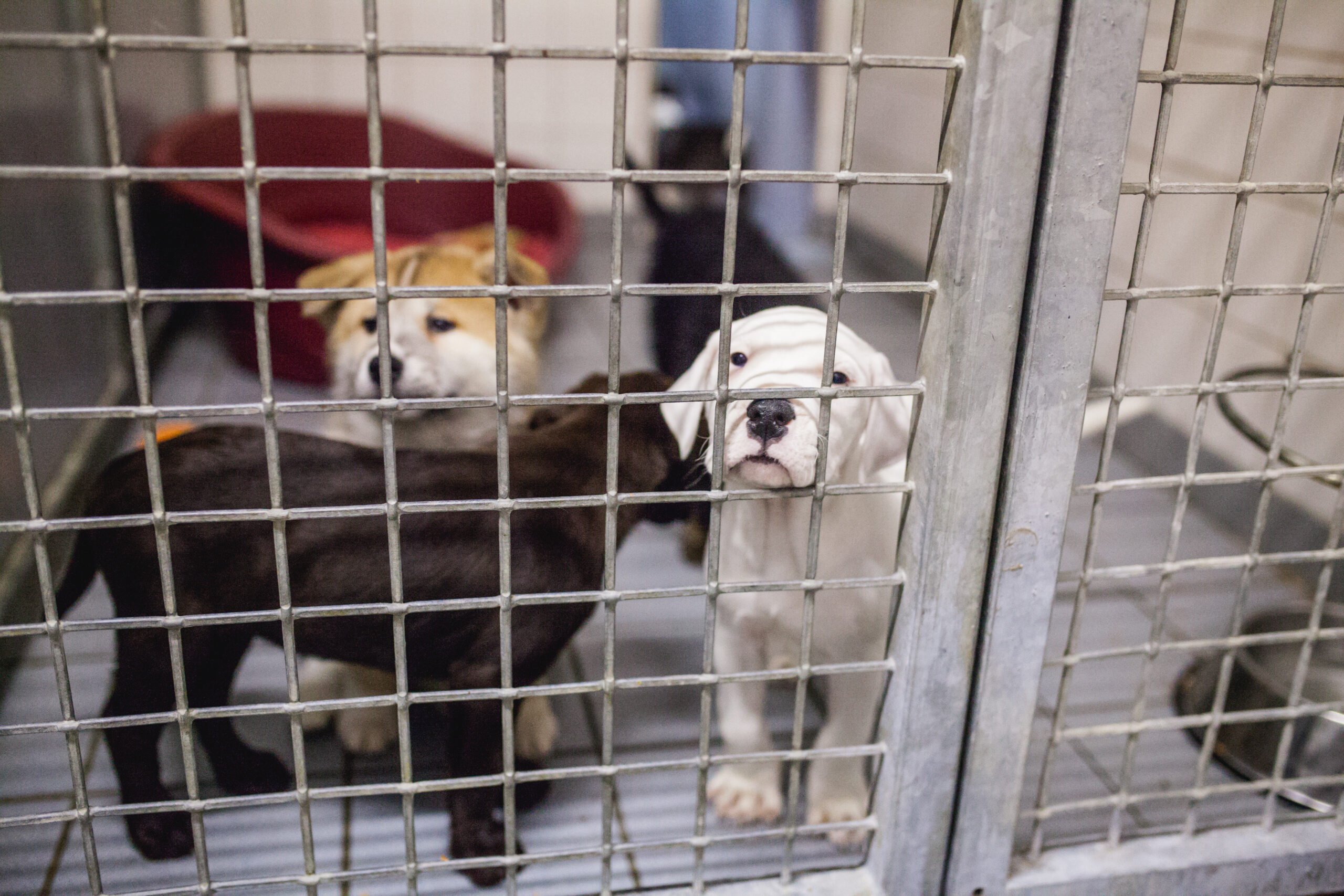 Mehrere weiße Welpen liegen zusammengedrängt in einem Pappkarton auf Asphalt, ausgesetzt oder zum Verkauf