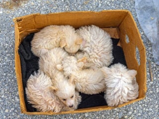 Mehrere weiße Welpen liegen zusammengedrängt in einem Pappkarton auf Asphalt, ausgesetzt oder zum Verkauf