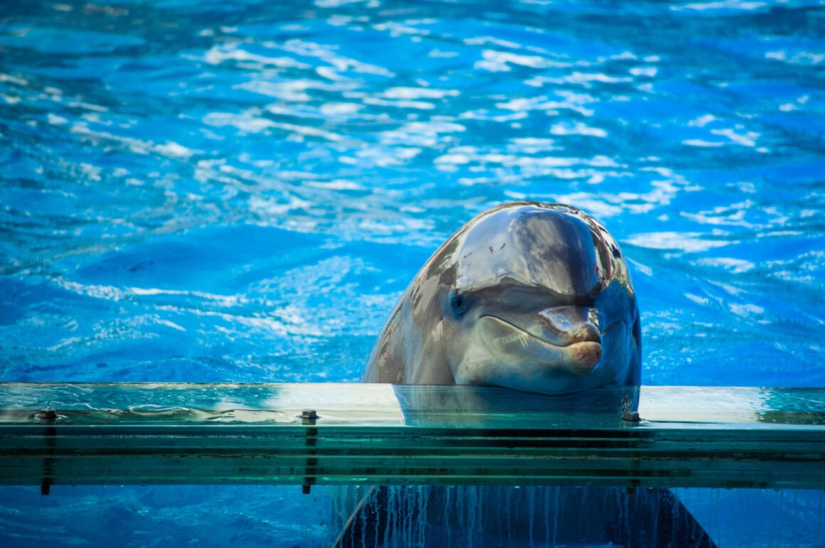Delfin in Gefangenschaft schaut über den Beckenrand eines Aquariums