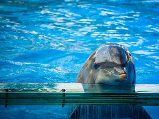 Delfin in Gefangenschaft schaut über den Beckenrand eines Aquariums