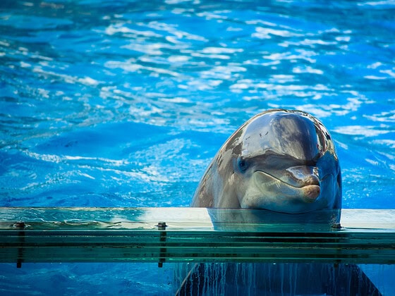 Delfin in Gefangenschaft schaut über den Beckenrand eines Aquariums