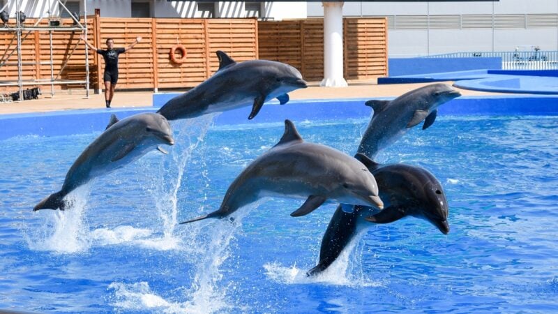 Fünf Delfine springen während einer Show im Becken eines Delfinariums in Gefangenschaft