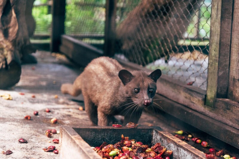 Luwak Kaffee nicht vegan3