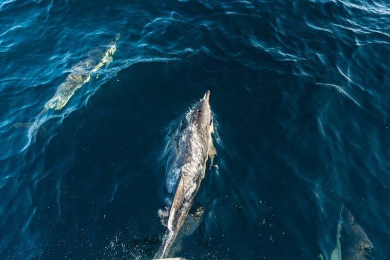 Wild lebender Delfin schwimmt frei im offenen Meer als Symbol für Auswilderung