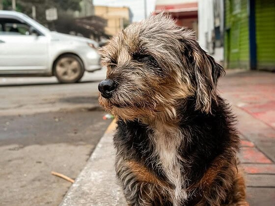Kleiner zotteliger Straßenhund sitzt am Bordstein einer städtischen Straße