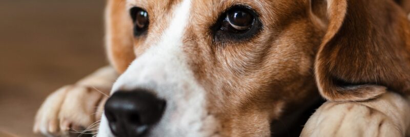 Beagle im tierheim portrait grosse augen