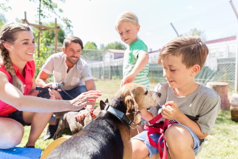 Familie mit zwei Kindern beim Kennenlernen eines Hundes im Tierheim, alle lachen in der Sonne