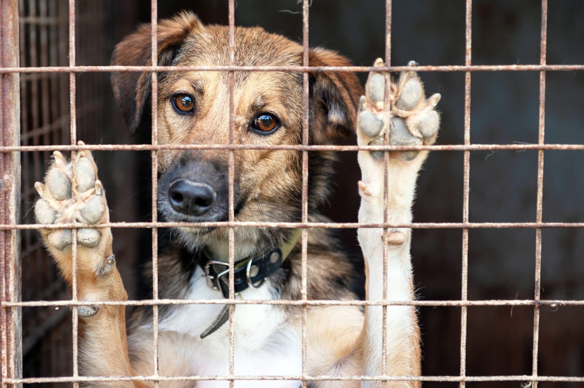 Tierheim-Hund streckt beide Vorderpfoten flehend durch die Gitterstäbe seines Käfigs