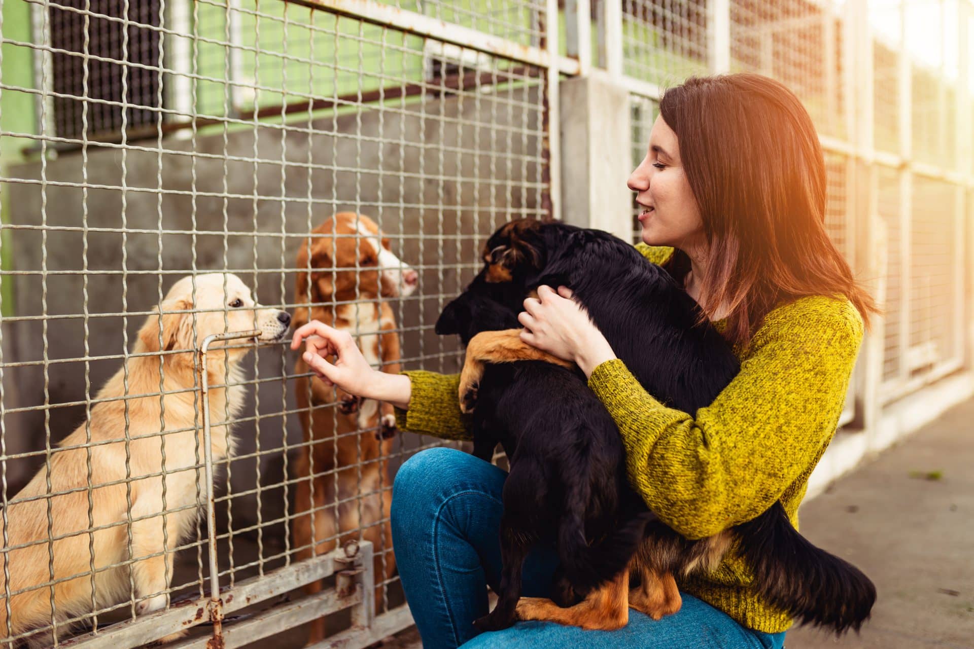 Junge Frau im Tierheim spielt mit einem zu adoptierenden Hund