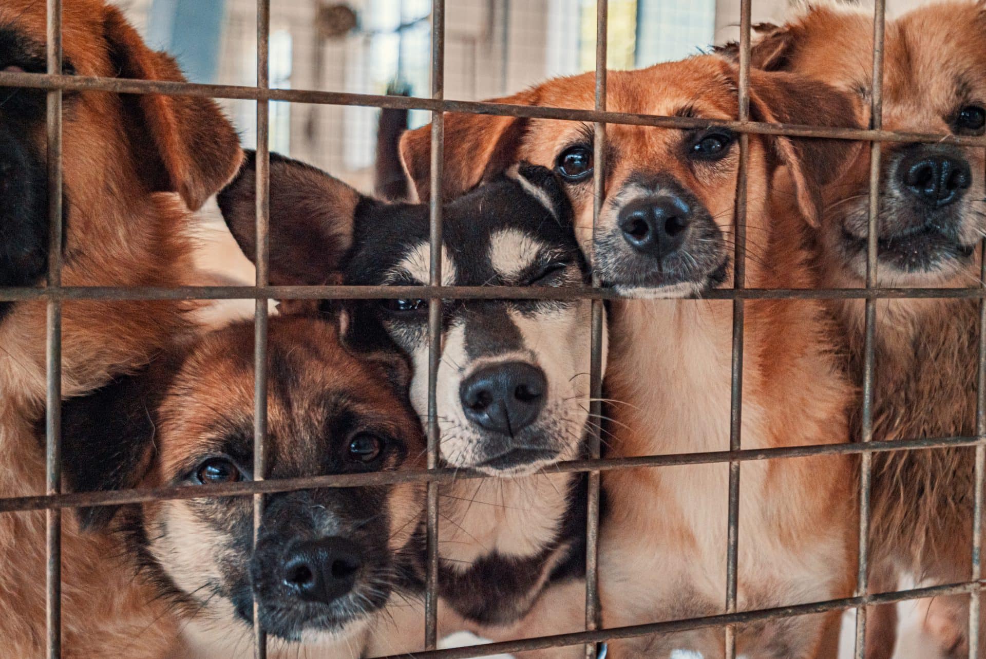 Mehrere Tierheim-Hunde drängen sich an einer Käfigtür und schauen sehnsüchtig durch die Maschen
