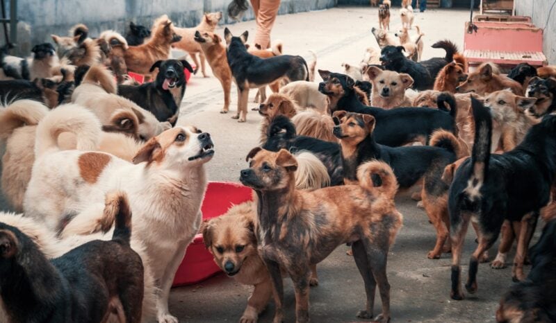 Großer Außenbereich eines ausländischen Tierheims mit dutzenden Straßenhunden in einer einzigen Auslauf-Box