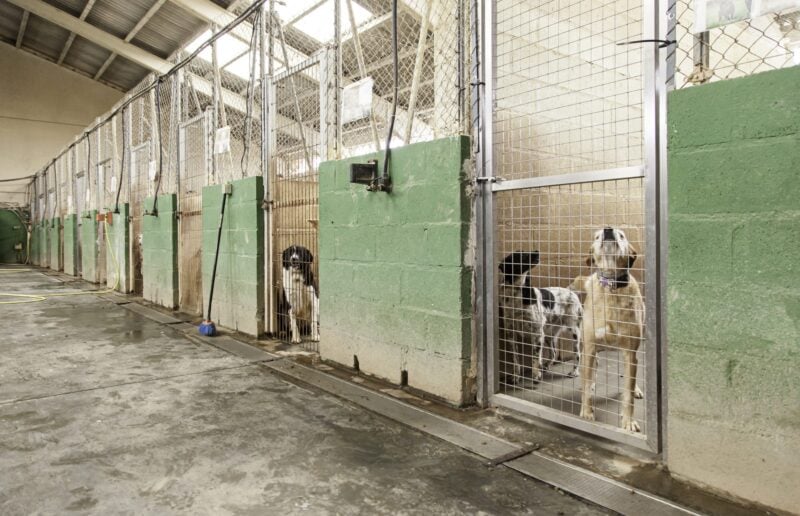Tierheim-Zwingergang mit mehreren Hunden, die in Käfigen mit grünen Mauern und Maschendraht-Türen warten
