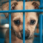Tierheime stehen vor dem Kollaps: Warum der Tierschutzbund die Bundesregierung verklagt Trauriger hellbrauner Welpe mit großen, feuchten Augen schaut hinter blauen Käfig-Gittern hervor