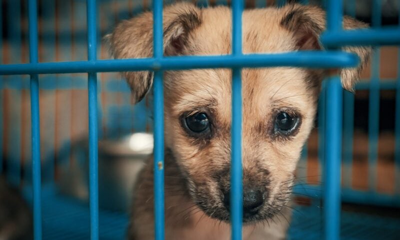 Trauriger hellbrauner Welpe mit großen, feuchten Augen schaut hinter blauen Käfig-Gittern hervor