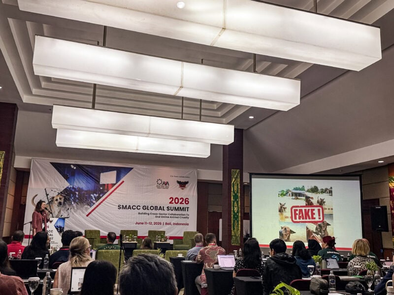 Bühne des SMACC Global Summit 2026 in Bali mit Banner gegen Tierquälerei auf Social Media