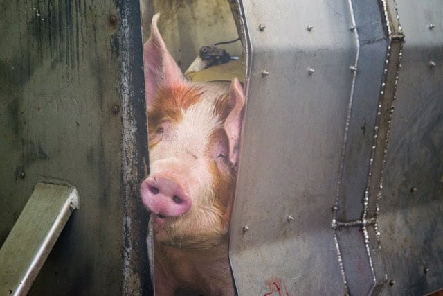 Symbolic image from a slaughterhouse (not the one in this trial)