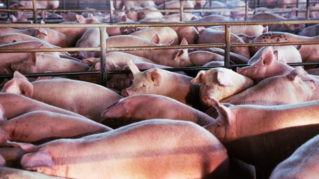 Schweine warten auf ihre Schlachtung