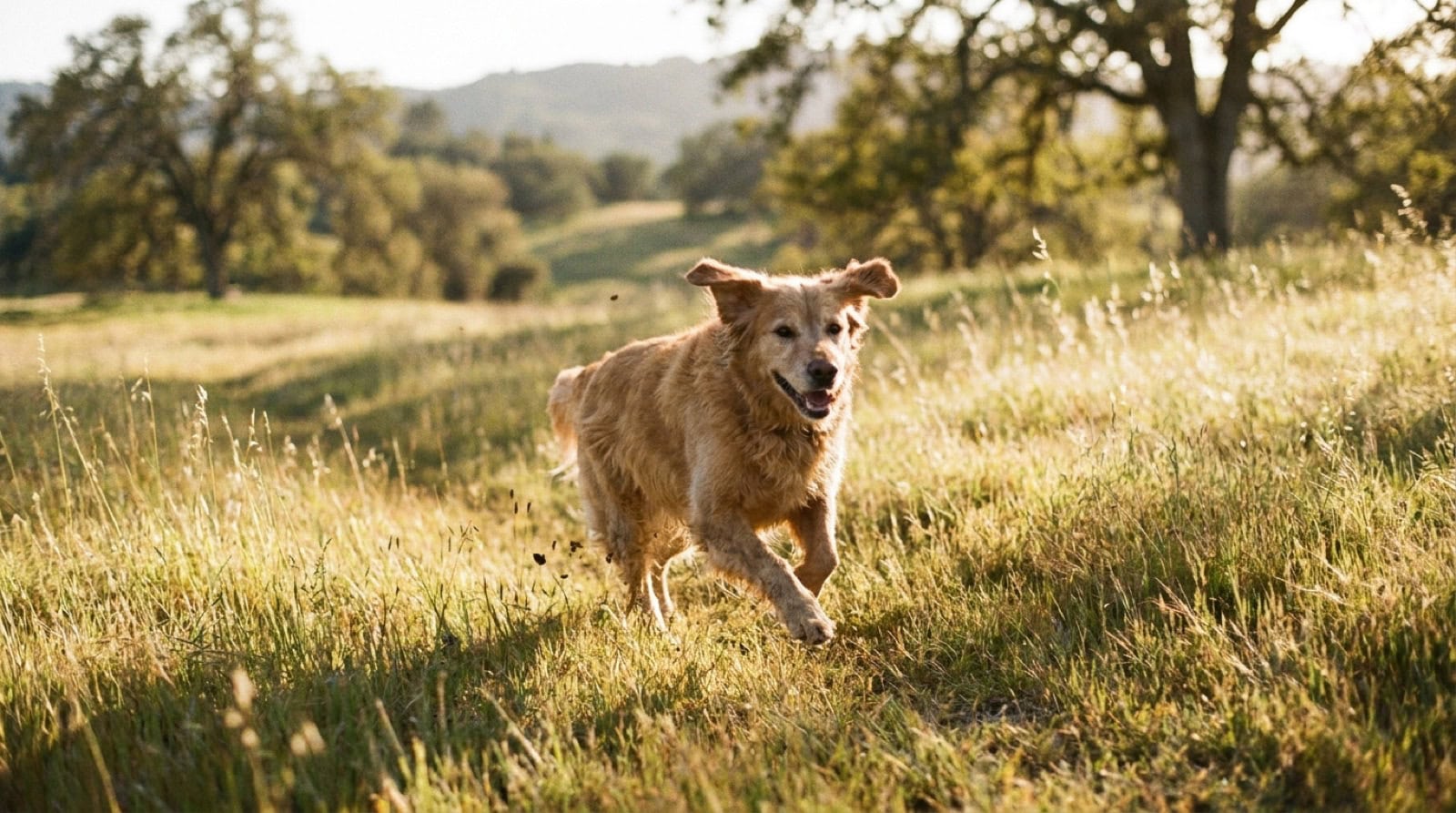 Gesunder, energiegeladener Hund rennt über eine grüne Wiese
