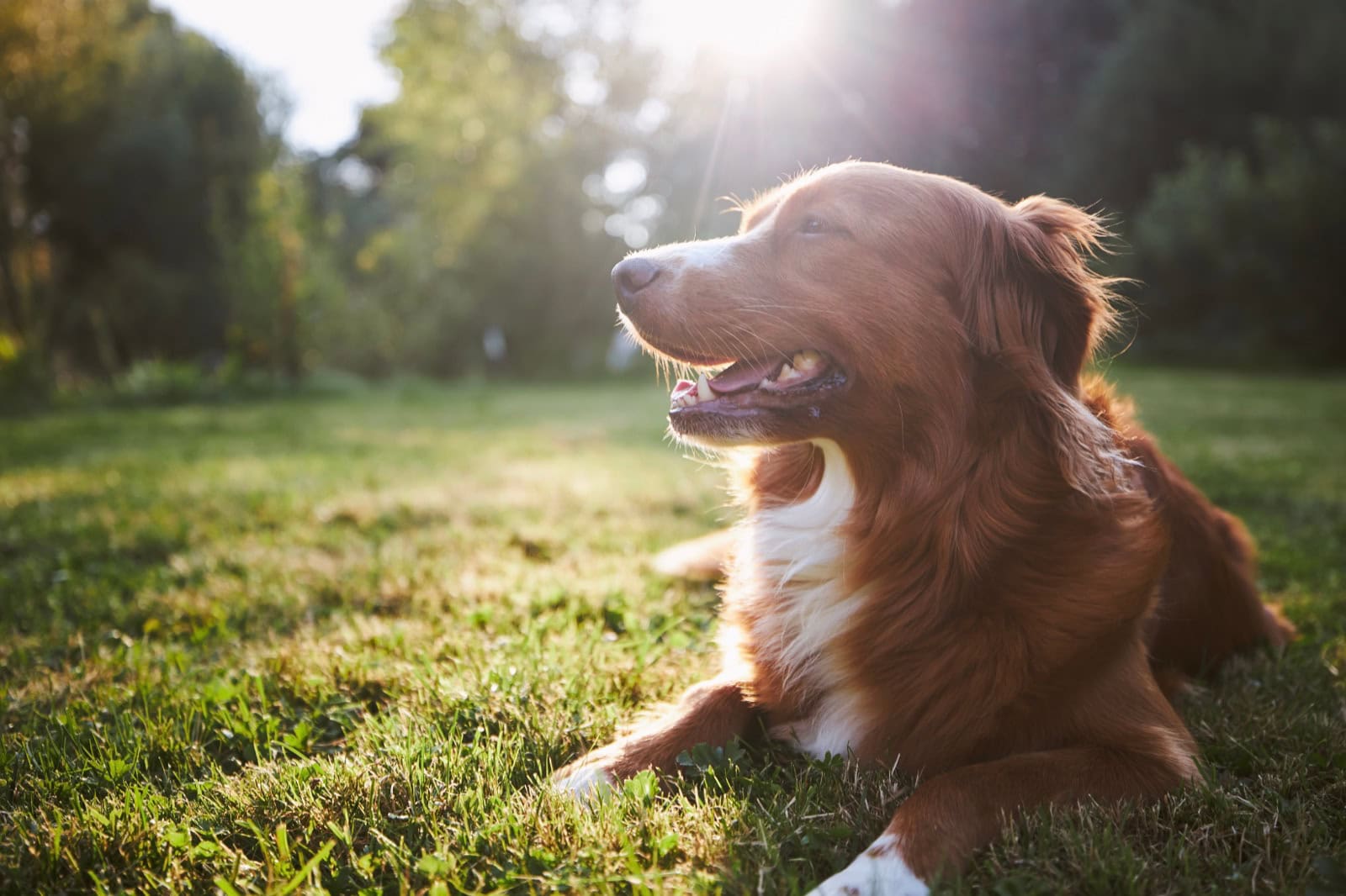 Glücklicher Hund genießt einen Sommertag im Freien