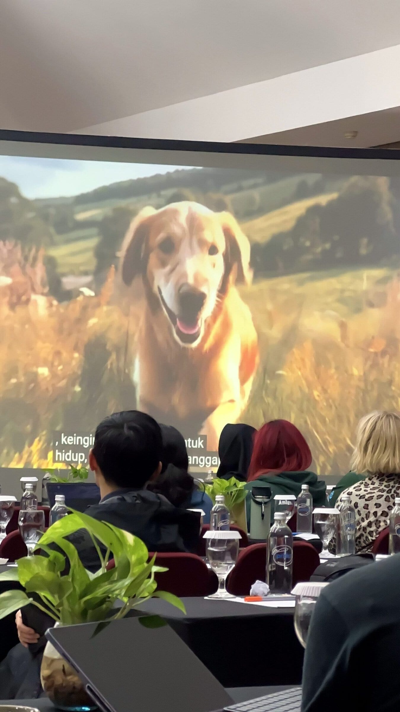 Redner am Mikrofon beim SMACC Global Summit 2026 zu Online-Tierschutz in Bali