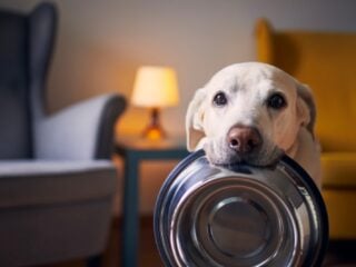 Hund wartet hungrig an seinem Futternapf – bestes veganes Hundefutter im Vergleich