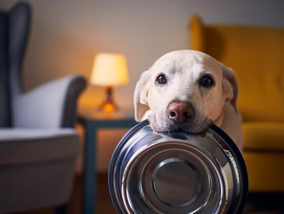 Hund wartet hungrig an seinem Futternapf – bestes veganes Hundefutter im Vergleich