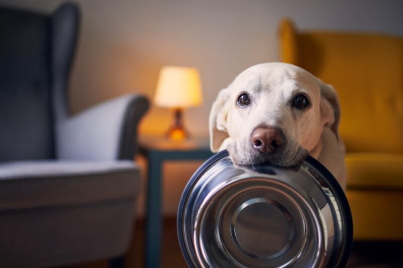 Hund wartet hungrig an seinem Futternapf – bestes veganes Hundefutter im Vergleich