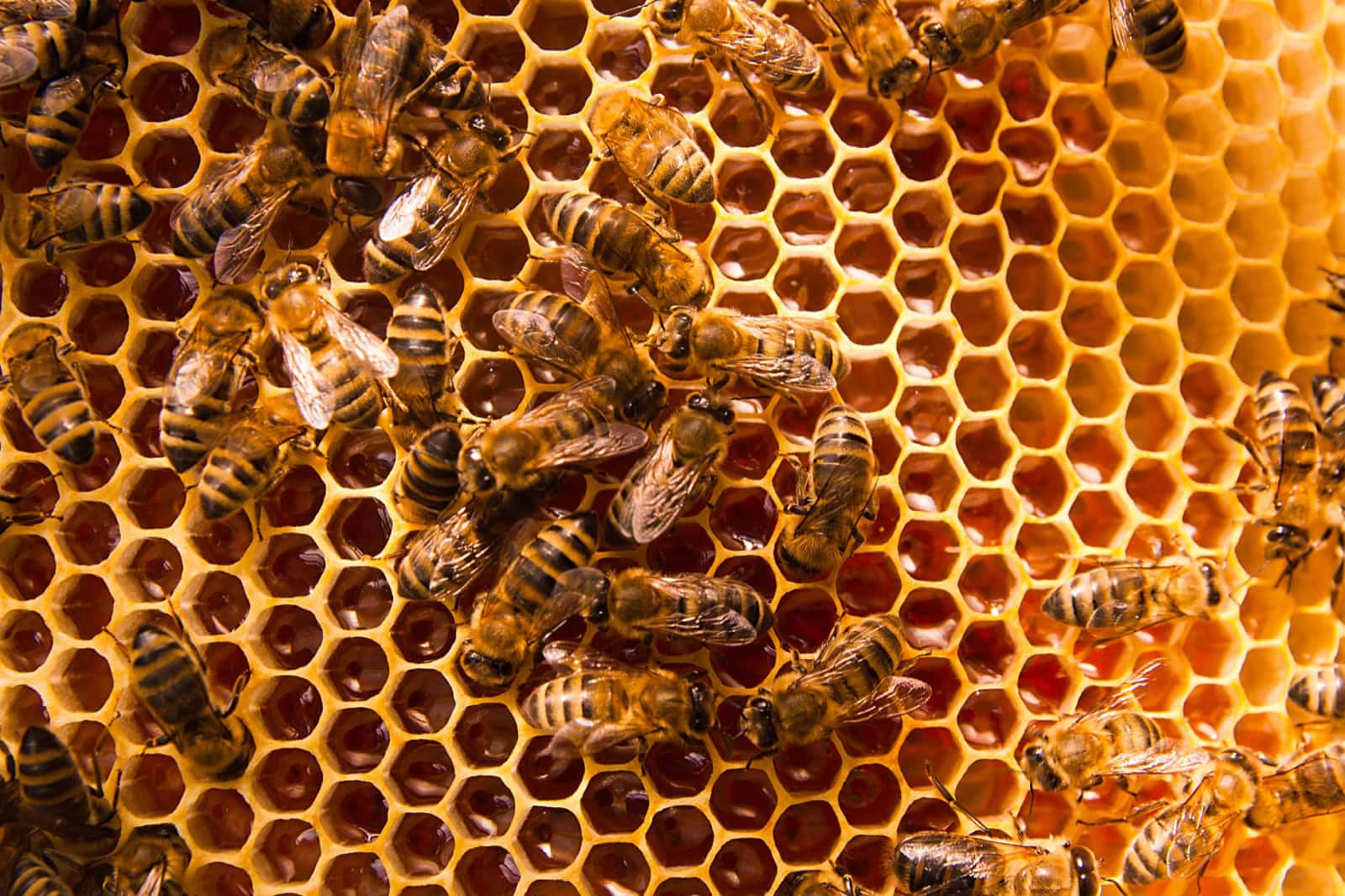 Bienen arbeiten dicht an dicht auf einer Honigwabe