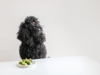 Hund vor einem Teller mit Brokkoli – duerfen Hunde Gemuese essen